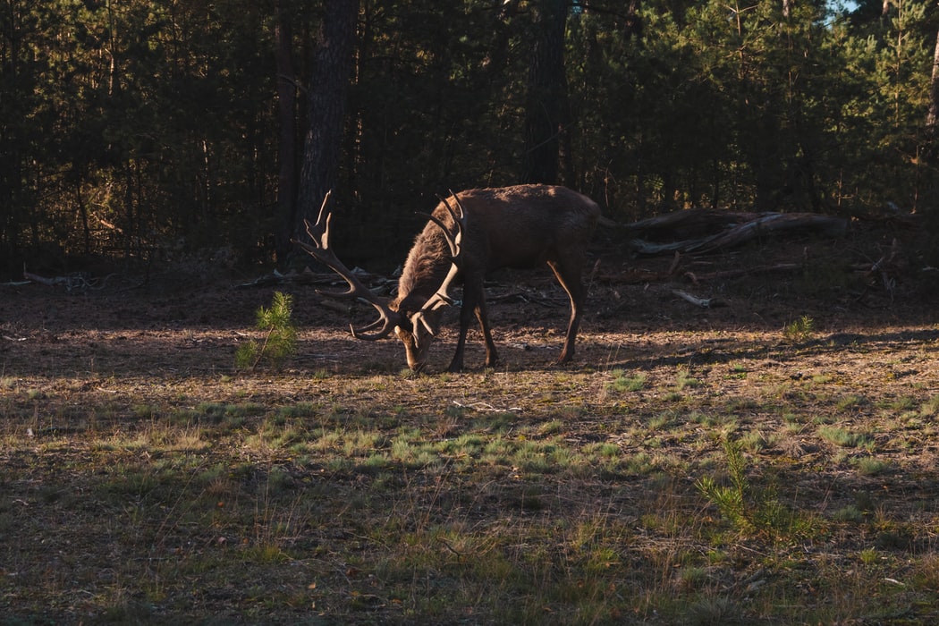 De Hoge Veluwe
