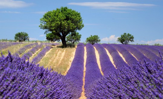 Provence