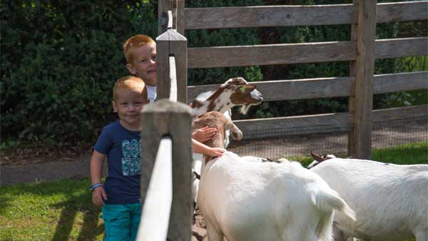 't Hout - kids-campings - geitjes in de dierenweide