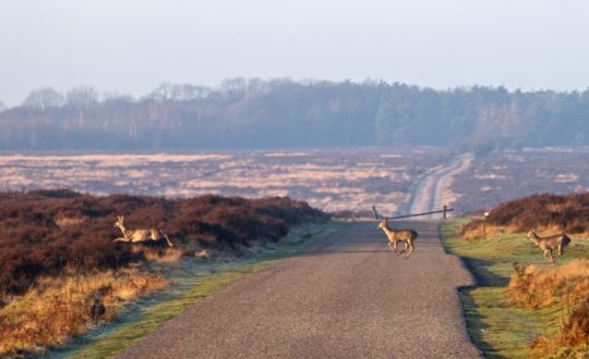 Tol Negen - Kids-Campings.com