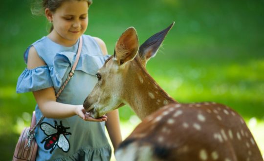 3x overnachten met kinderboerderij!