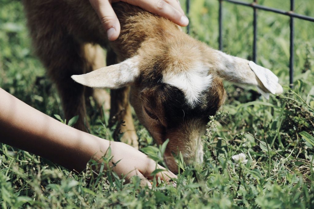 Petting zoo sydney Rae