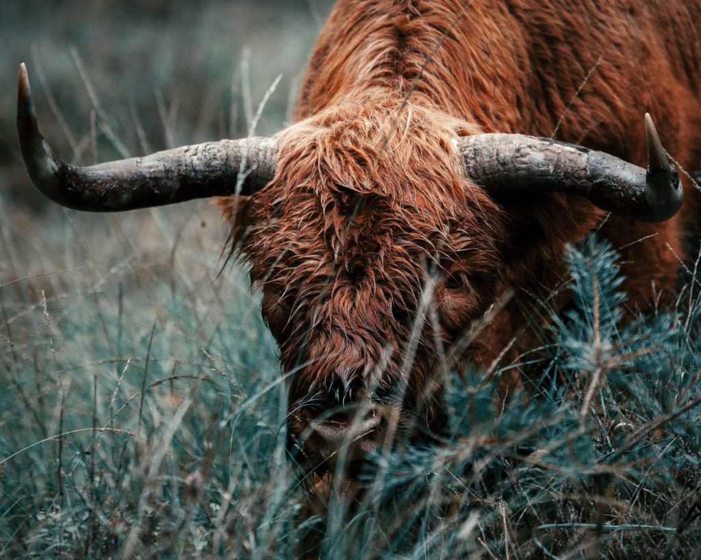 Dieren spotten op de Veluwe 