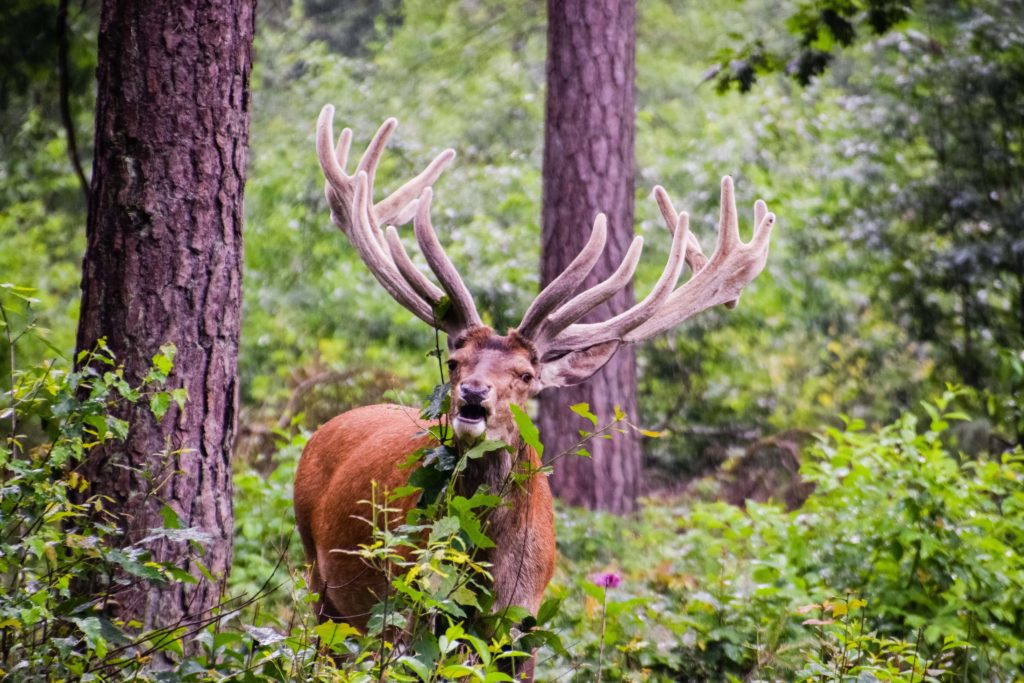 Big Five spotten met Pinksteren 